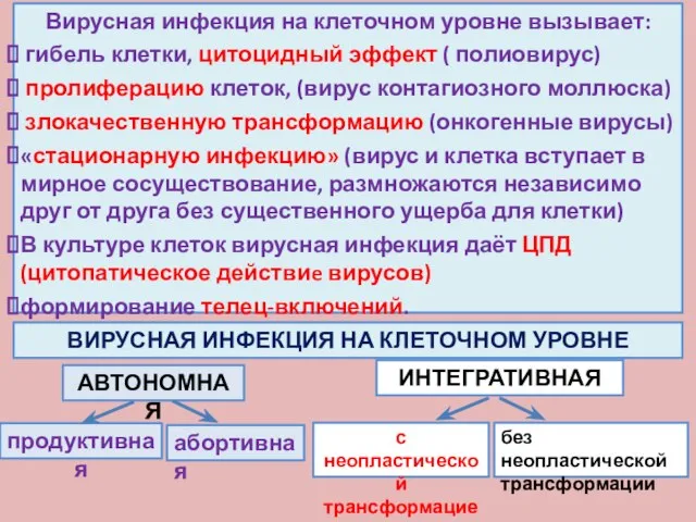 Вирусная инфекция на клеточном уровне вызывает: гибель клетки, цитоцидный эффект ( полиовирус)