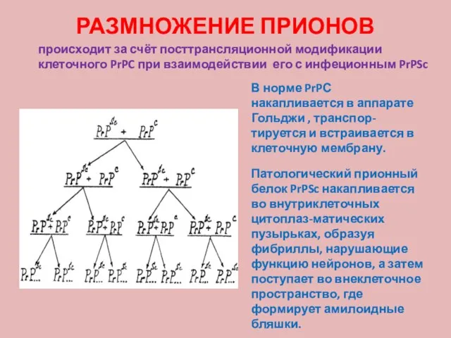 РАЗМНОЖЕНИЕ ПРИОНОВ В норме PrPС накапливается в аппарате Гольджи , транспор-тируется и