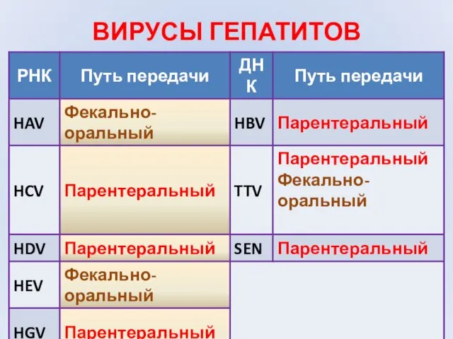 ВИРУСЫ ГЕПАТИТОВ