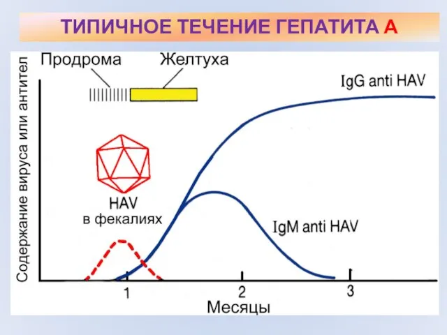 ТИПИЧНОЕ ТЕЧЕНИЕ ГЕПАТИТА А