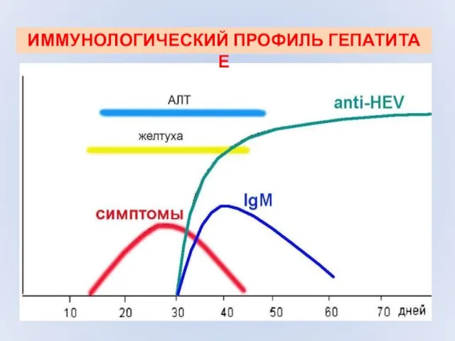 ИММУНОЛОГИЧЕСКИЙ ПРОФИЛЬ ГЕПАТИТА Е