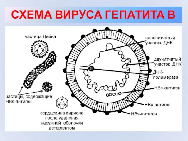 СХЕМА ВИРУСА ГЕПАТИТА В