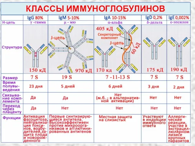 КЛАССЫ ИММУНОГЛОБУЛИНОВ