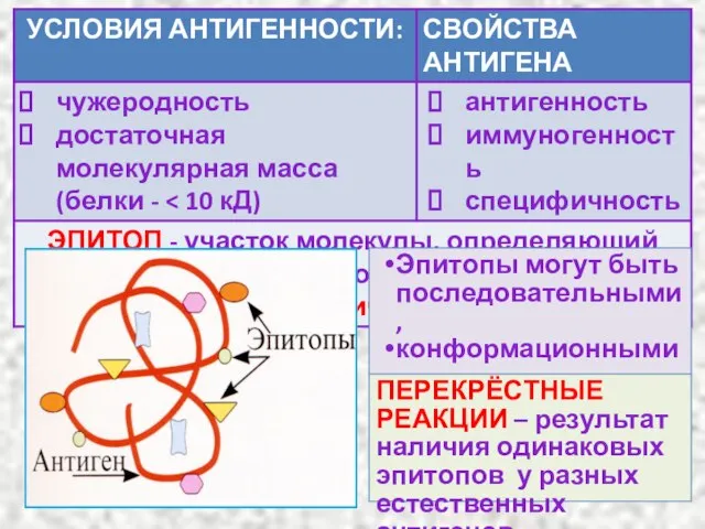 Эпитопы могут быть последовательными, конформационными, конформационно-зависимыми ПЕРЕКРЁСТНЫЕ РЕАКЦИИ – результат наличия одинаковых