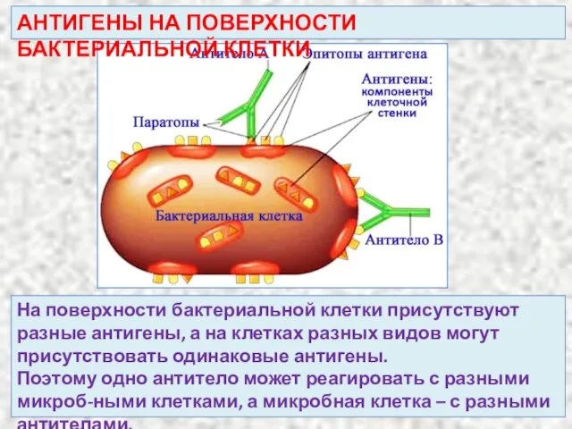 АНТИГЕНЫ НА ПОВЕРХНОСТИ БАКТЕРИАЛЬНОЙ КЛЕТКИ На поверхности бактериальной клетки присутствуют разные антигены,