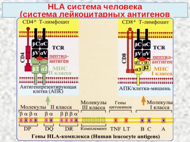 HLA система человека (система лейкоцитарных антигенов человека)
