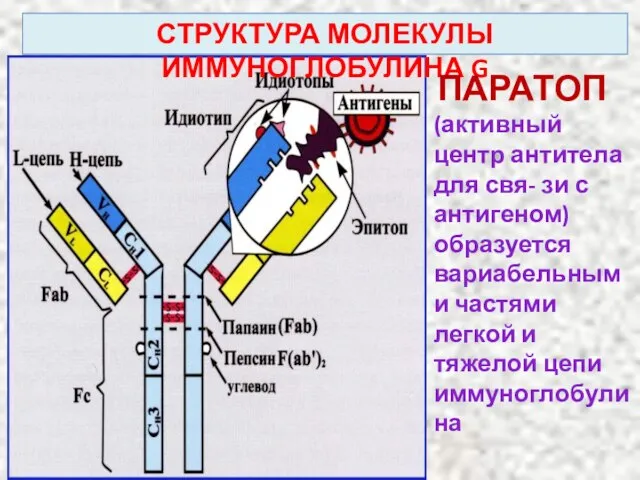 СТРУКТУРА МОЛЕКУЛЫ ИММУНОГЛОБУЛИНА G ПАРАТОП (активный центр антитела для свя- зи с