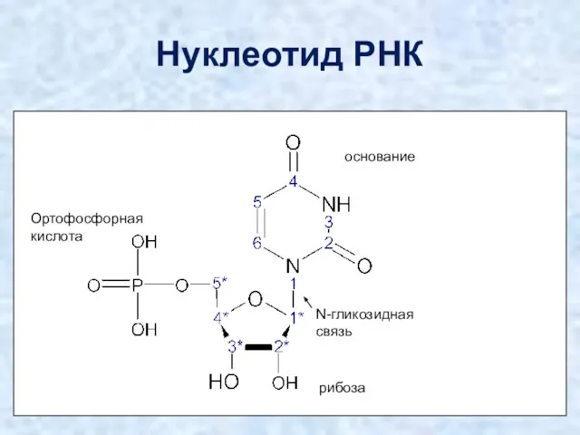 Нуклеотид РНК рибоза Ортофосфорная кислота основание N-гликозидная связь