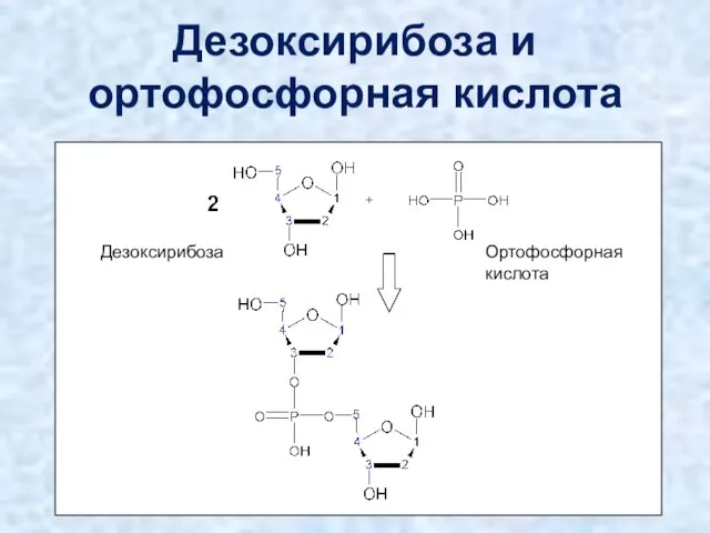 Дезоксирибоза и ортофосфорная кислота Дезоксирибоза Ортофосфорная кислота