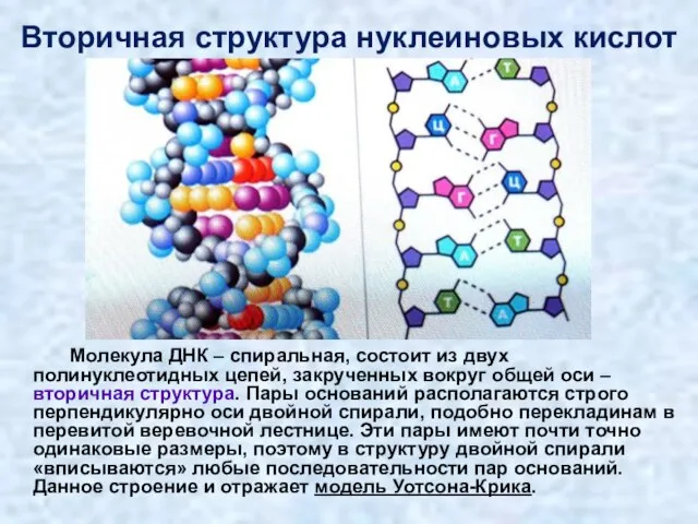 Вторичная структура нуклеиновых кислот Молекула ДНК – спиральная, состоит из двух полинуклеотидных