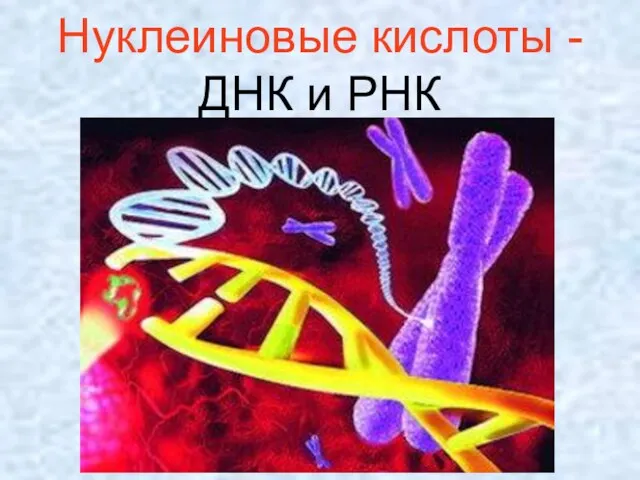 Нуклеиновые кислоты - ДНК и РНК