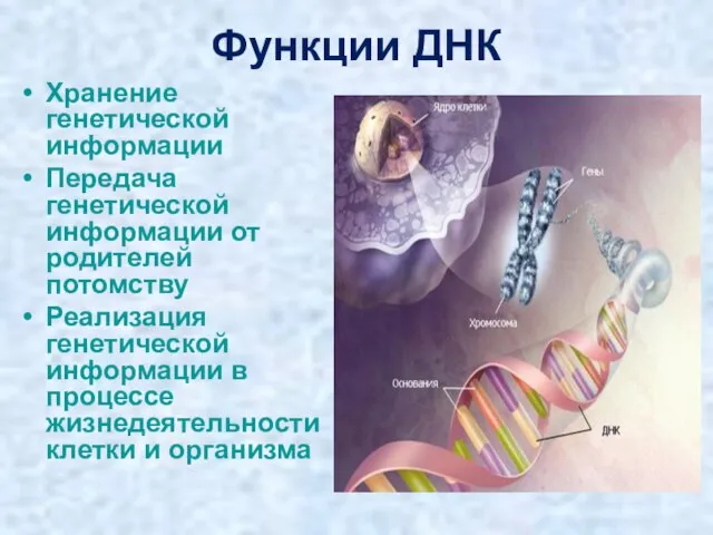 Функции ДНК Хранение генетической информации Передача генетической информации от родителей потомству Реализация