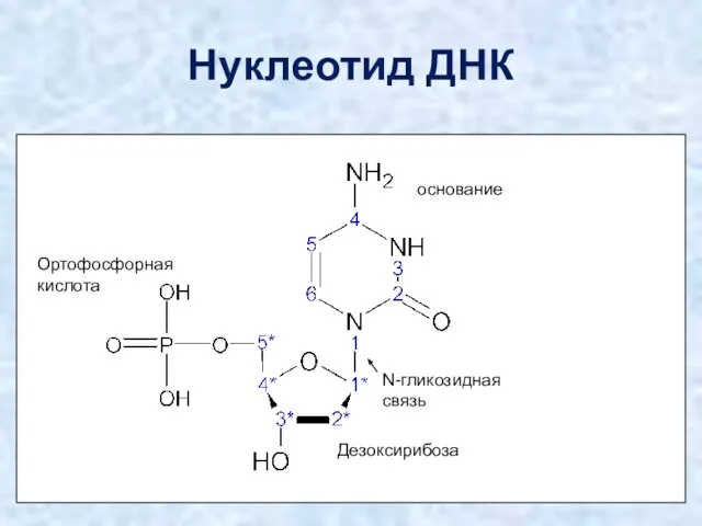 Нуклеотид ДНК Дезоксирибоза Ортофосфорная кислота основание N-гликозидная связь