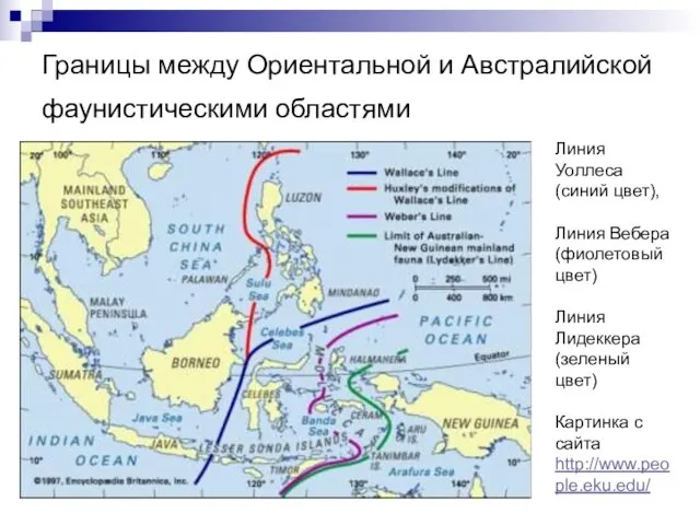 Границы между Ориентальной и Австралийской фаунистическими областями Линия Уоллеса (синий цвет), Линия