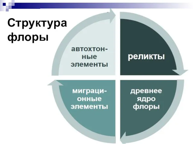 Структура флоры