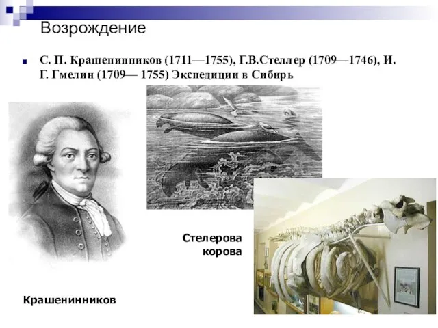 Возрождение С. П. Крашенинников (1711—1755), Г.В.Стеллер (1709—1746), И. Г. Гмелин (1709— 1755)