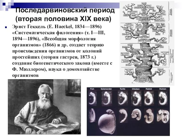 Последарвиновский период (вторая половина XIX века) Эрнст Геккель (Е. Haeckel, 1834—1896) «Систематическая