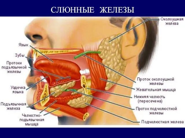 СЛЮННЫЕ ЖЕЛЕЗЫ