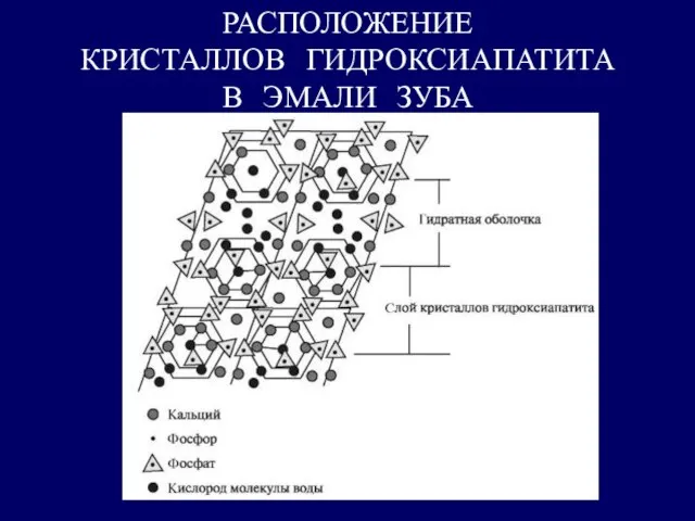 РАСПОЛОЖЕНИЕ КРИСТАЛЛОВ ГИДРОКСИАПАТИТА В ЭМАЛИ ЗУБА