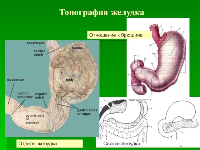 Топография желудка Отделы желудка Связки желудка Отношение к брюшине