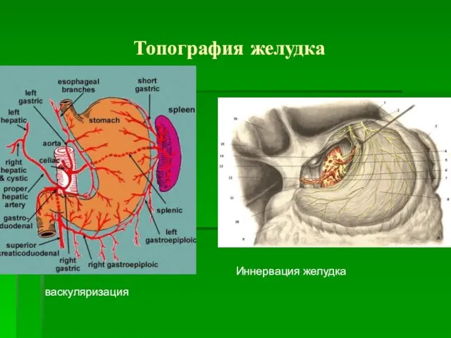 Топография желудка васкуляризация Иннервация желудка