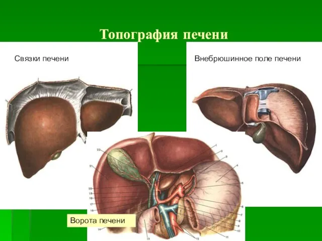 Топография печени Связки печени Внебрюшинное поле печени Ворота печени