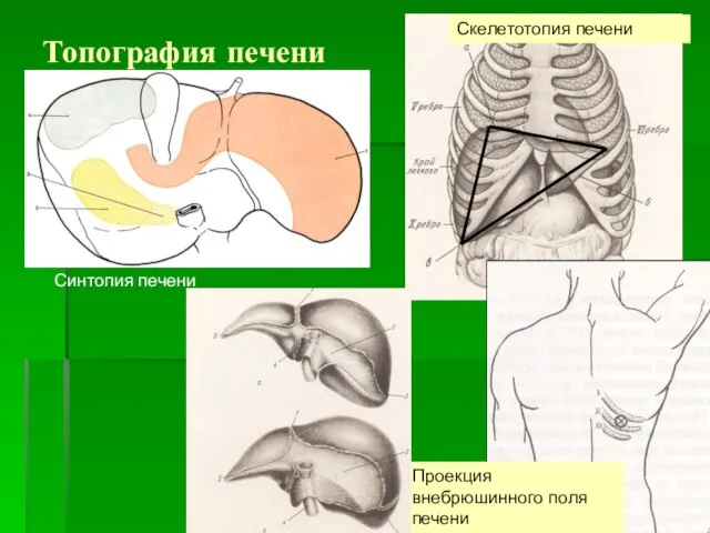 Топография печени Синтопия печени Скелетотопия печени Проекция внебрюшинного поля печени