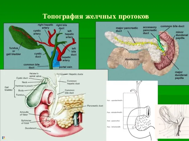 Топография желчных протоков