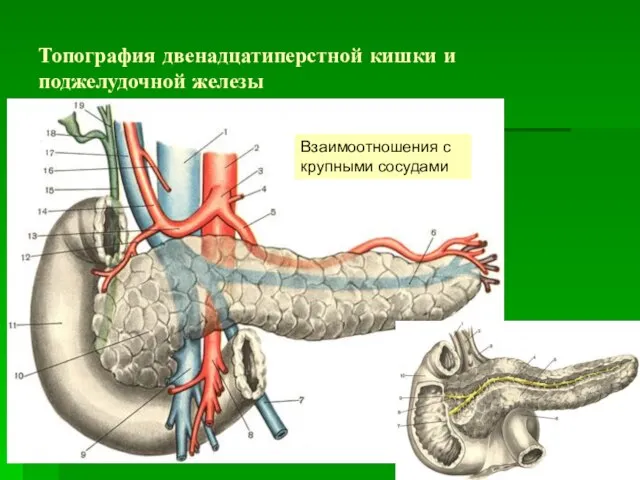 Топография двенадцатиперстной кишки и поджелудочной железы Взаимоотношения с крупными сосудами