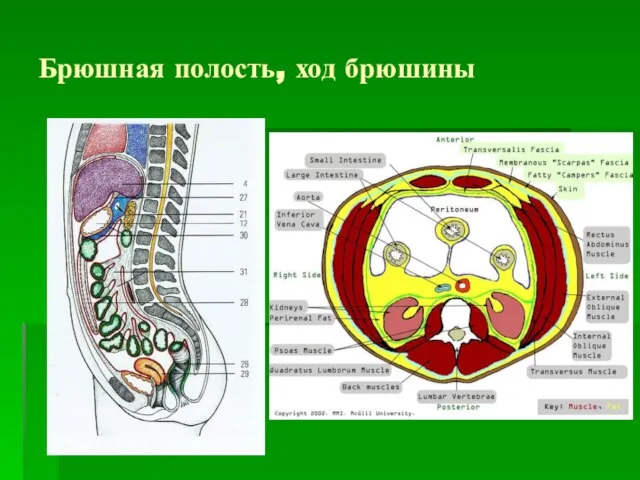 Брюшная полость, ход брюшины