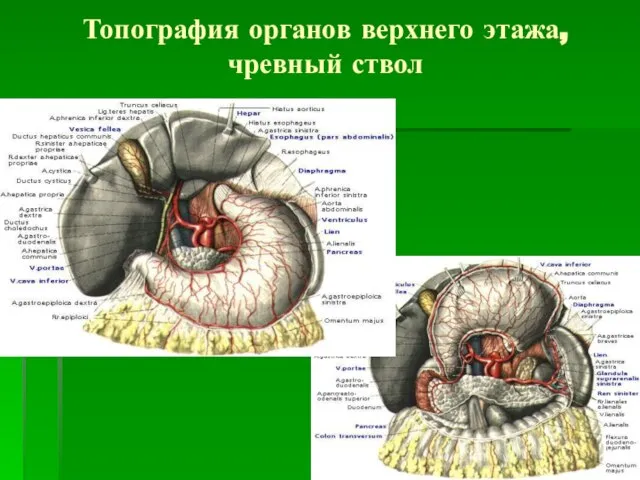 Топография органов верхнего этажа, чревный ствол