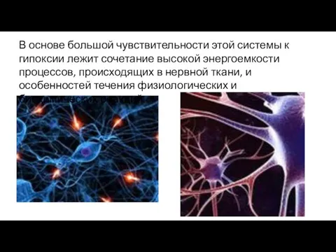 В основе большой чувствительности этой системы к гипоксии лежит сочетание высокой энергоемкости