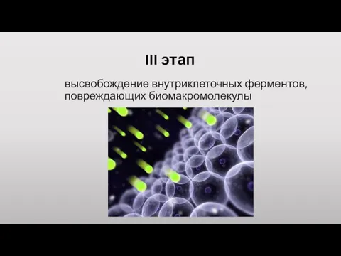 III этап высвобождение внутриклеточных ферментов, повреждающих биомакромолекулы