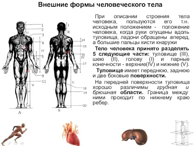 Внешние формы человеческого тела При описании строения тела человека, пользуются его т.н.