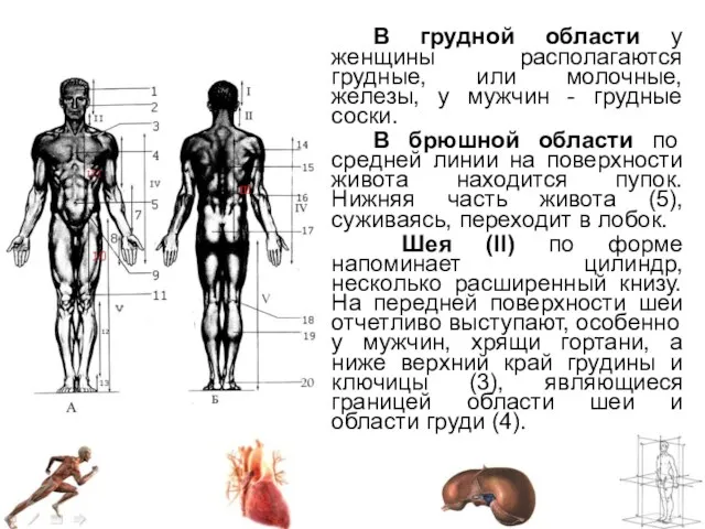 В грудной области у женщины располагаются грудные, или молочные, железы, у мужчин