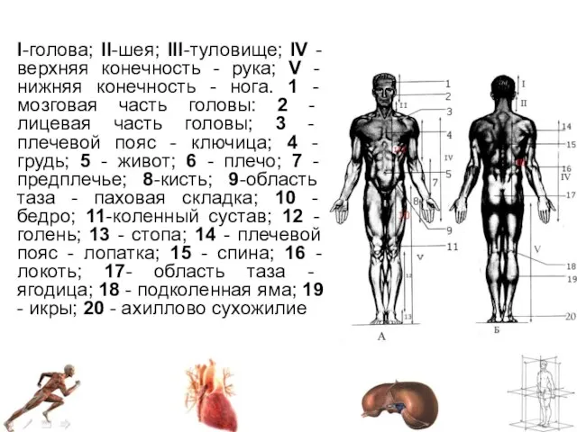 I-голова; II-шея; III-туловище; IV - верхняя конечность - рука; V - нижняя