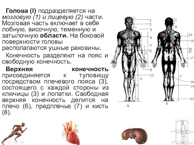 Голова (I) подразделяется на мозговую (1) и лицевую (2) части. Мозговая часть