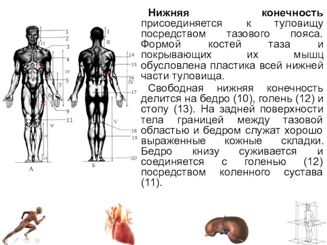 Нижняя конечность присоединяется к туловищу посредством тазового пояса. Формой костей таза и