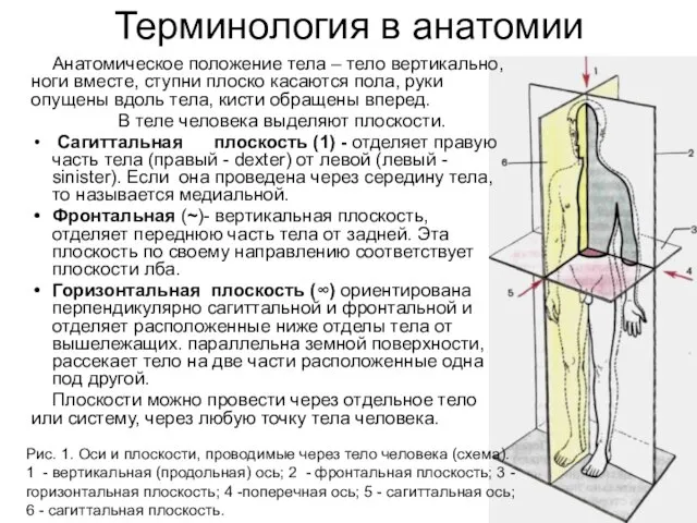 Терминология в анатомии Анатомическое положение тела – тело вертикально, ноги вместе, ступни