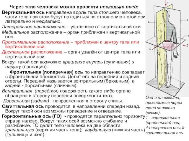 Через тело человека можно провести несколько осей: Вертикальная ось направлена вдоль тела