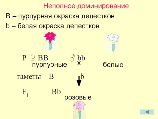 Неполное доминирование B – пурпурная окраска лепестков b – белая окраска лепестков