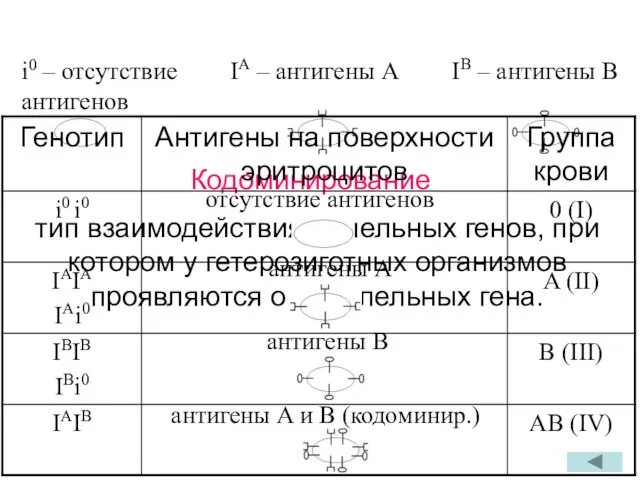 Кодоминирование IA – антигены A IB – антигены B тип взаимодействия аллельных