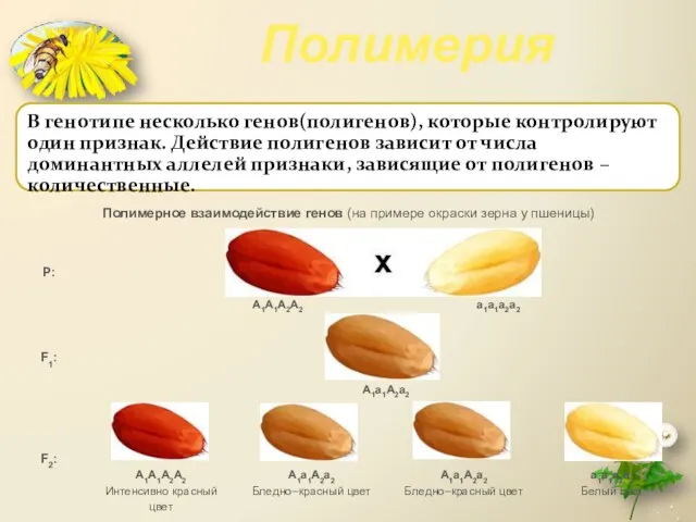 Полимерия В генотипе несколько генов(полигенов), которые контролируют один признак. Действие полигенов зависит