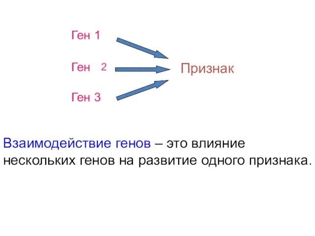 Ген Признак Взаимодействие генов – это влияние нескольких генов на развитие одного признака.