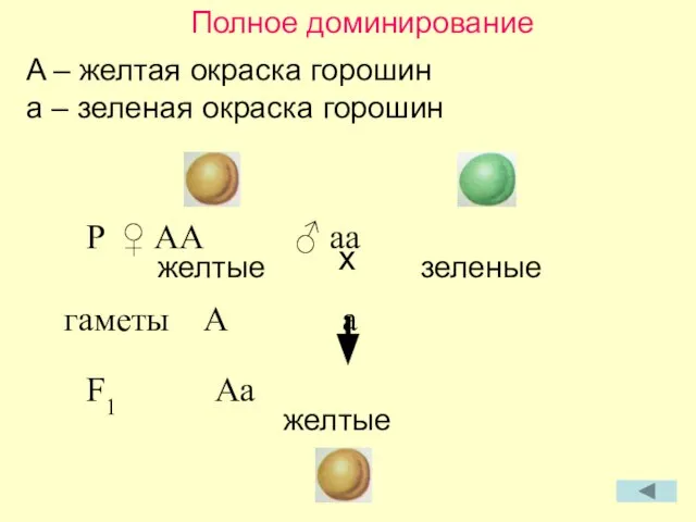 Полное доминирование A – желтая окраска горошин a – зеленая окраска горошин