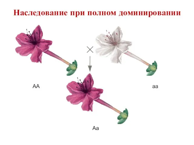 АА аа Аа Наследование при полном доминировании