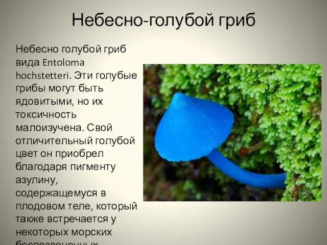 Небесно-голубой гриб Небесно голубой гриб вида Entoloma hochstetteri. Эти голубые грибы могут