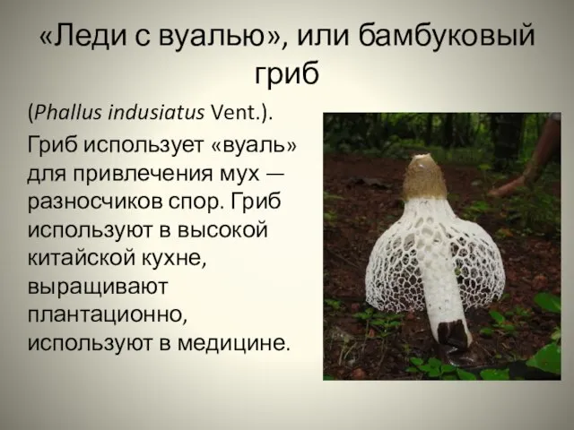 «Леди с вуалью», или бамбуковый гриб (Phallus indusiatus Vent.). Гриб использует «вуаль»