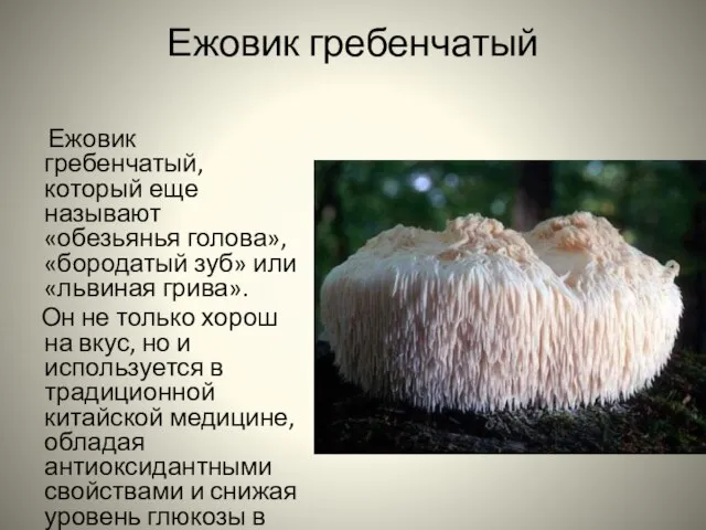 Ежовик гребенчатый Ежовик гребенчатый, который еще называют «обезьянья голова», «бородатый зуб» или