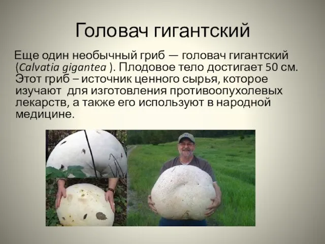 Головач гигантский Еще один необычный гриб — головач гигантский (Calvatia gigantea ).